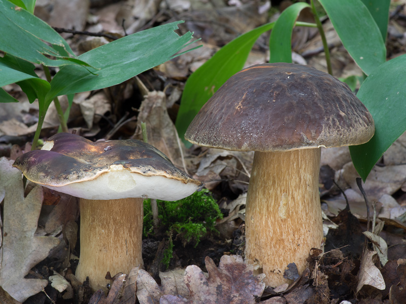 Boletus aereus